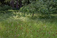 Long grass with Pilosella aurantiaca - Fox and Cubs - in the orchard with old Malus - Apple - trees 