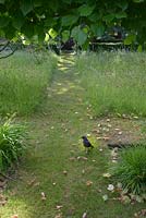 Mown paths with a Corvus - Jackdaw - bird, in orchard 