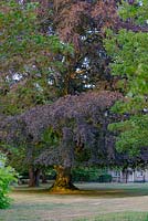 Fagus sylvatica 'Purpurea' - Copper Beech - specimen tree in grass planted in the 1930's when the present owner's father was born