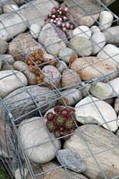 Gabion walls filled with large cobbles and Sempervivums