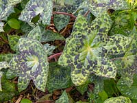 Podophyllum versipelle 'Spotty Dotty' - Mayapple 'Spotty Dotty'