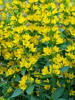 Lysimachia punctata L. - Dotted loosestrife