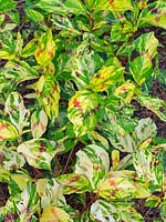 Persicaria virginiana Variegated Group 'Painter's Palette' - Knotweed 