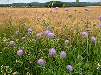 Knautia arvensis - Field Scabious - growing on verge in country lane 