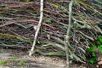 Pile of cut hedgerow trimmings and sticks creating a wildlife habitat