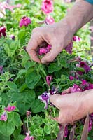 Gardener deadheading spent petunia flowers. 