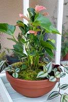 Anthurium andraeanum in a large bowl container with Tradescantia zebrina.
