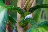 Mealy bug on a Hoya stem. 