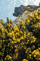 Ulex europaeus - common gorse in south Devon, UK.
