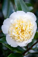 Camellia japonica 'Brushfields Yellow' - Camellia 'Brushfields Yellow'