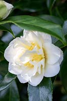 Camellia japonica 'White Empress' - Camellia 'White Empress'