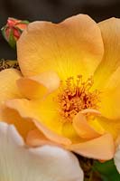Rosa 'Maigold' - Rose 'Maigold'