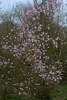 Magnolia x loebneri 'Leonard Messel' with Magnolia sargentiana var. robusta