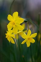 Narcissus fernandesii var. cordubensis - Fernandes daffodil