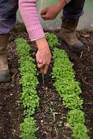 Woman gardener using a paint scraper to weed between rows of seedlings of Eruca vesicaria - Rocket 'Coltivata'