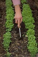 Woman gardener using a paint scraper to weed between rows of seedlings of Eruca vesicaria - Rocket 'Coltivata'