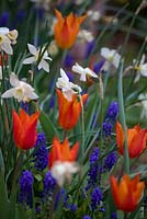 Narcissus 'Sailboat', Muscari latifolium and Tulipa 'Ballerina' - timing of flowering has not worked this year - Narcissus is fading as Tulipa comes into flower