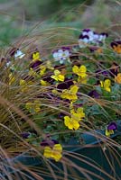 Viola 'Duet Mioxed' with Carex flagellifera in an overwintered pot planting