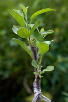 Graft of Malus 'Adam's Pearmain' apple on mm106 rootstock - grafted February and shown late April