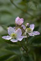 Rubus fruticosus agg. 'Reuben' - Blackberry 'Reuben'