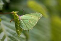 Gonepteryx rhamni - Brimstone butterfly disguised on Hornbeam hedge - Carpinus betulus
