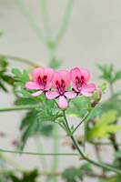 Pelargonium 'Roller's Satinique' 