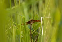 Heath Fritillary butterfly -  Melitaea athalia resting on a twig 