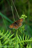 Heath Fritillary butterfly -  Melitaea athalia basking on Bracken - Pteridium aquilinum