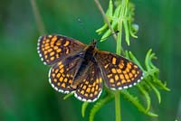 Heath Fritillary butterfly -  Melitaea athalia basking on Bracken - Pteridium aquilinum 