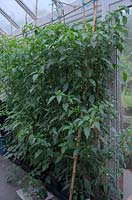 Growing Capsicum annuum - Pepper - with an autopot system in a greenhouse