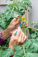Hand pollinating tomato flowers - Tomato 'Marmande'. 