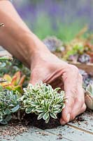 Woman planting Arabis ferdinandi-coburgi 'Variegata' in pallet table. 