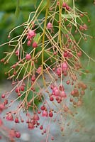 Brachychiton acerifolius - Illawarra Flame Tree - flowers