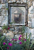 An old stone barn wall with Dianthus 'Devon Wizard' at the base and a chicken in a barn window