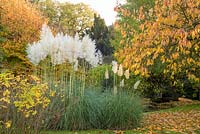 Cortaderia selloana - Pampas Grass - near deciduous trees