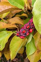 Magnolia kobus - pink purple fruits split to reveal red seeds