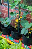 Cucumber plants in bottomless pots over a growbag - Open Gardens Day, Earl Stonham, Suffolk