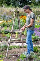 Woman using garden string to fix horizontal poles to the uprights of a hazel obelisk