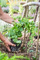 Planting Lophospermum 'Lofus Compact White' at the base of a hazel pole obelisk