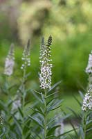 Lysimachia ephemerum - Willow-leaved Loosestrife