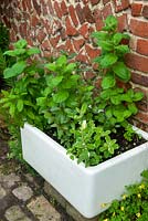Assorted Mint plants - Mentha - in recycled butlers sink - Open Gardens Day, Coddenham, Suffolk