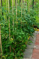 Tomatoes in growbags in greenhouse with supporting canes - Open Gardens Day, Coddenham, Suffolk