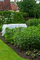 Vegetable bed containing Cucumber plants, Broad Beans and Lettuces with small polytunnel and Conference Pear grown in espalier style beyond - Open Gardens Day, Coddenham, Suffolk