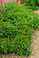Assorted Mint plants, Mentha, with shingle border - Open Gardens Day, Coddenham, Suffolk