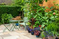 Fig Tree - Ficus carica - with assorted planting in pots, bench, table and chairs on patio against gable end of cottage - Open Gardens Day, Kelsale, Suffolk