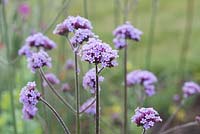 Verbena bonariensis