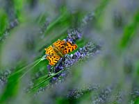 Polygonia c-album - Comma Butterfly feeding on Lavandula angustifolia 'Hidcote' - English lavender