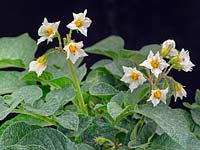 Solanum tuberosum 'Hermes' A commercial crop potato used for crisp production