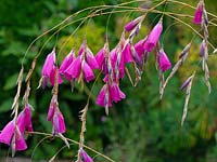 Dierama pulcherrimum 'Flamingo'  in flower 