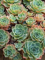 Glaucous Echeveria - Old Hens and Chicks, Hens and Chicks, Blue Echeveria